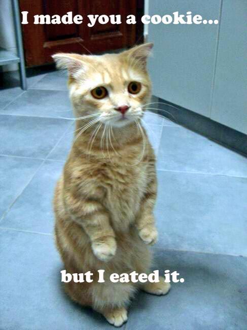 FatCats13's tweet photo. I can't even be mad http://t.co/wFJXS6GBF3