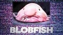 bebavon1401's tweet photo. The blobfish http://t.co/KiTqPLVQqp