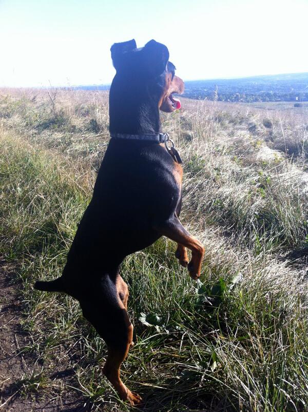 MikaTheMinPin's tweet photo. Hi so long no tweet! Have been running wild in the hills but am too short to see over the long grass! http://t.co/QBaDWu05P6