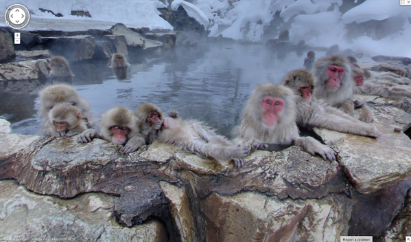 GreatNatureProj's tweet photo. #GoogleStreetView #GreatNature #Animal http://t.co/U1hpMbS3Qz