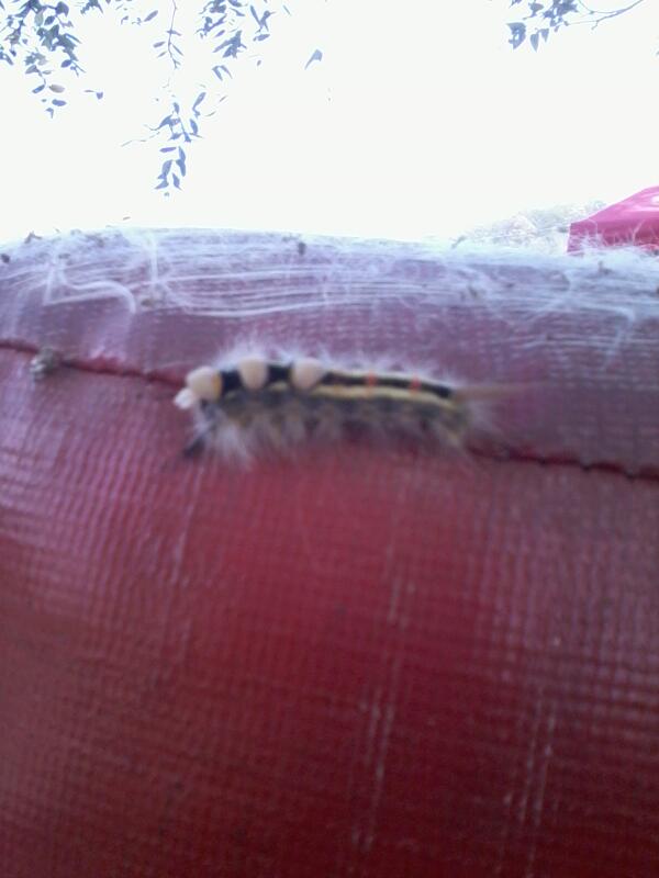 those1Dboyzz_'s tweet photo. Crazy catipiller with white spikes, it was kicked onto my shoulder I screamed badd! Lol http://t.co/vH1I6HSwIa