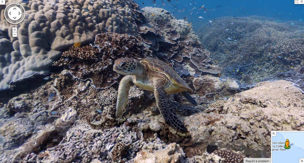 GreatNatureProj's tweet photo. #GreatNature #Animal sea turtle Heron Island #Googlestreetview http://t.co/6oZaJ1QpLL