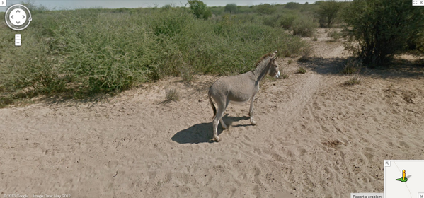 GreatNatureProj's tweet photo. #donkey #botswana #GreatNature #Googlestreetview #animal http://t.co/zzgBhMwHIN