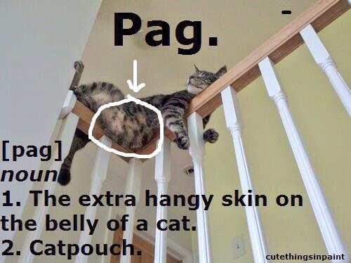 FatCats13's tweet photo. You learn something new everyday #pag http://t.co/ahSXGI9MJ6