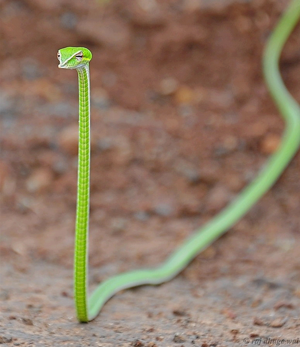MeryHerna's tweet photo. "@_Paisajes_: La serpiente de Vid, la mas delgada del mundo. Preciosa!! Feliz martes!! http://t.co/6TAj6J28r0"ai iñi q ascoo porfavor q maal