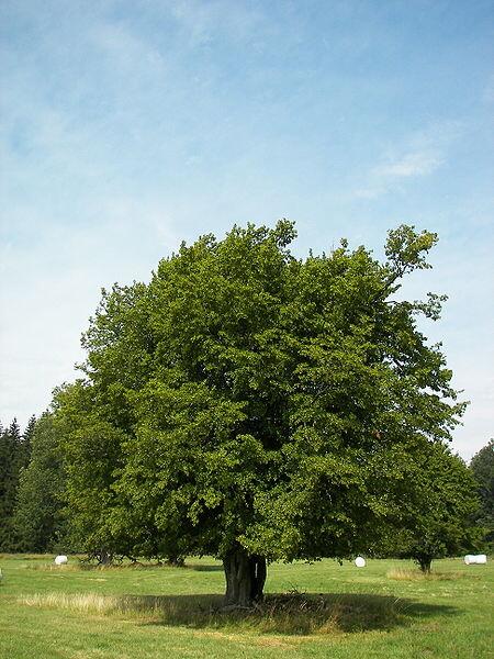 hortipedia's tweet photo. Hortipedia - Carpinus betulus
http://t.co/9EljiBka6C http://t.co/3pu4HmGdsC