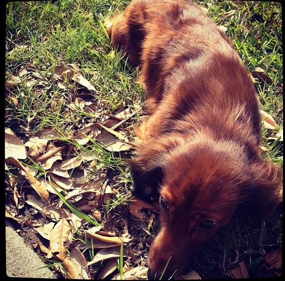 MeaghanMulvey's tweet photo. to think she might be gone forever and I'm not even home to find her breaks my heart #helpfindLady @meghannanjappa http://t.co/rLE5ghgLjj