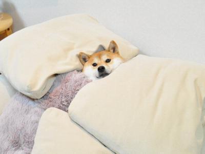 sumairu2013's tweet photo. ねぇねぇ、桃太郎の犬の部分だけ読んで！ https://t.co/DqjV6cBqRY