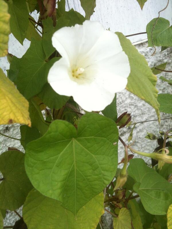 Ipomoea wightii (Ouganda )