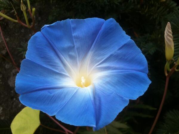 Ipomoea Heavenly blue