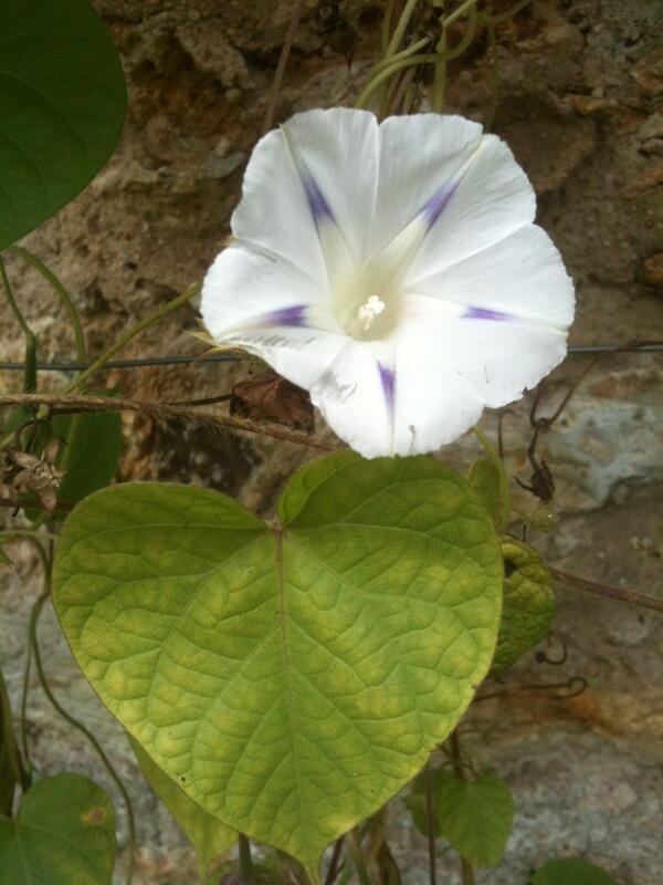 Ipomoea purpurea 'milky way'