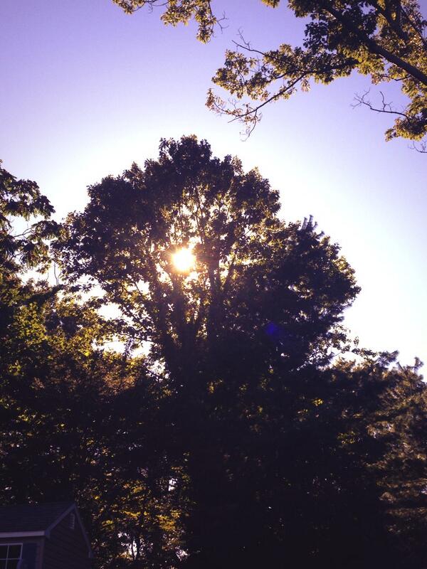 traceyy24's tweet image. Should I do my hair like this tomorrow? #treejoke