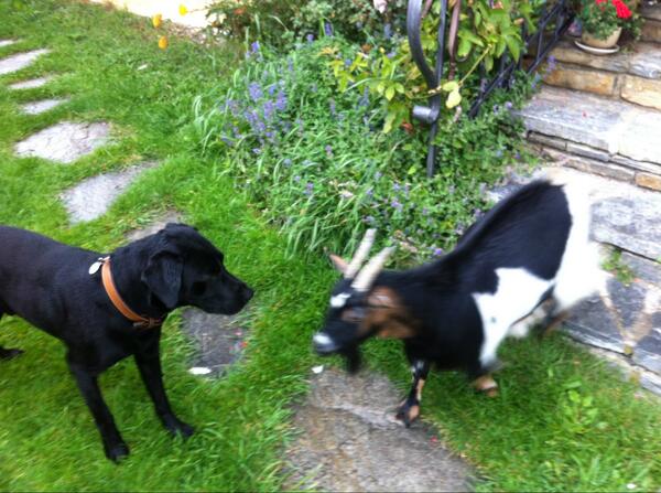 Love Story des Jahres. Stadthund Enzo trifft auf Ziege Gerlinde.