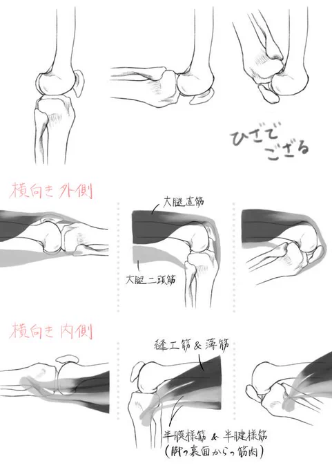また無駄に丁寧に描いちゃったでござる(膝の勉強) 