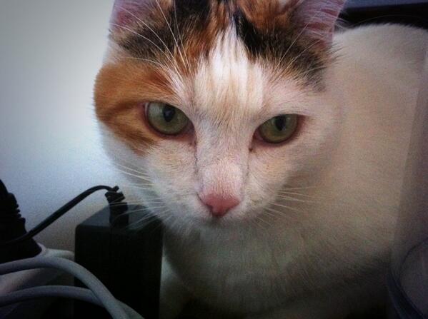 #imback #newschool #IWantSummerBack #XFactor #itscold #niceme #Catfish #cat #love #FriskyFriday 
New school year 🎉📚