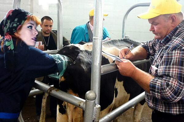 Осеменатор. Искусственное осименкние еощв. Искусственное оплодотворение коров. Техника искусственного осеменения крупного рогатого скота. Искусственное оплодотворение коров.