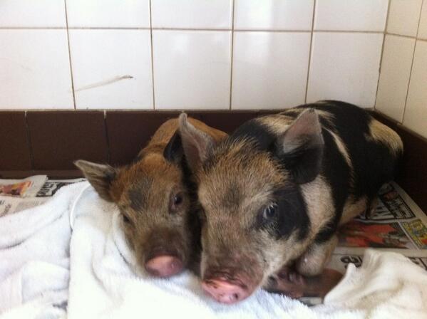 Cuteness alert! Look at these little pigs we had in for castration recently
