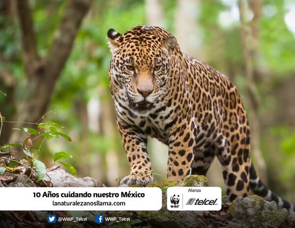WWF_Telcel's tweet photo. Jaguar felino más grande del continente americano mide entre 1.5 y 2.4m pesa entre 45 y 120 kg #LaNaturalezaNosLlama http://t.co/uCq3s3F0rU