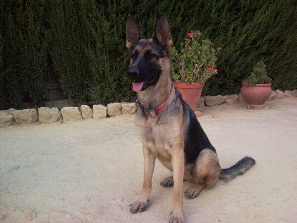 estoyenadopcion's tweet photo. #TATIANA: Pastora Alemana de un añito. Cariñosa y dócil. Se encuentra en Montilla (Córdoba),se puede enviar. RT. http://t.co/kigeCPQDgs