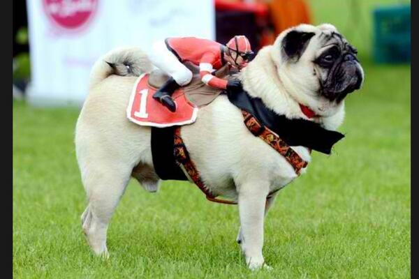 Mon favori pour l'Arc!!! #qpat