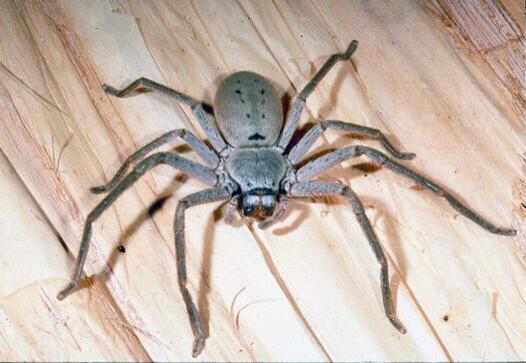 Tinworthtime's tweet photo. @Gasman1982 @gemmabriggs8 this is what i have to put up with and watch out for. #huntsman http://t.co/Bry4bY8VdZ