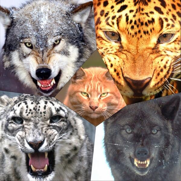 HopMaya's tweet image. 弱い動物達を虐めたりしている人間に、いつか動物達からの仕返しが来ますように。#InstaFramePlus