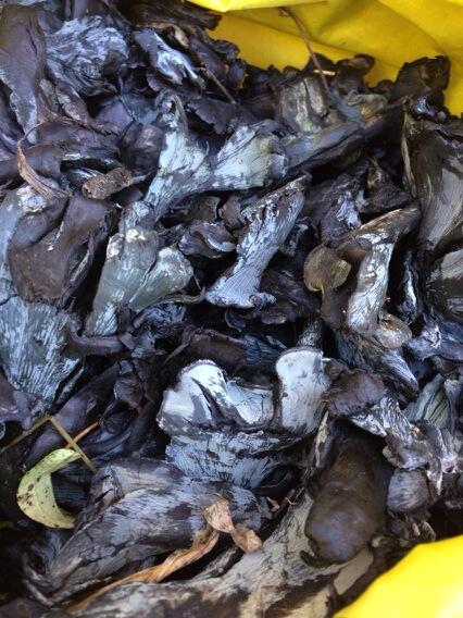 Polyozellus multiplex.
Aka blue chanterelle foraged in Northern California