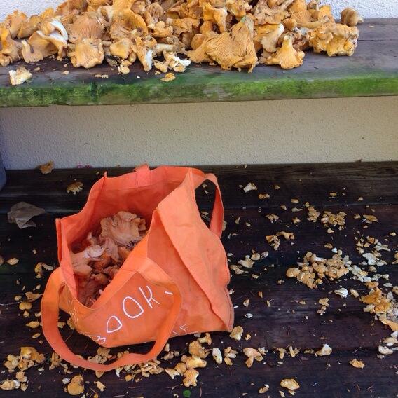 Sorting foraged chanterelles, northern ca
