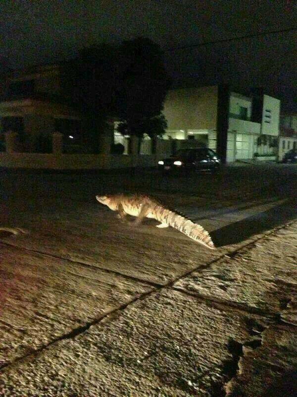 RAMORENORO's tweet photo. “@DonRayoKrueger: @cd_victoria @VigilantesM  en tampico colonia ampliación un cocodrilo anda suelto. http://t.co/mKl1nklD2u” @ciintberman