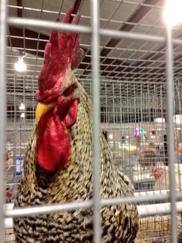 notlukematheson's tweet image. About to #monkeystomp this guy at the fair!!! He's being a real cock!