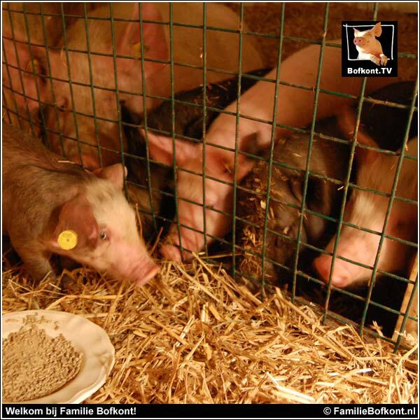 Nieuwkomertje bij Familie Bofkont op Het Beloofde Varkensland: familiebofkont.nl / facebook.com/familiebofkont -
