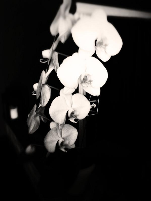 TeishM tweet picture