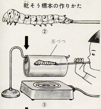 Yasumasa Tatsukami 乾燥標本の作り方 昔はこうやって幼虫の標本なんて作っていたっけ まちがって吸っちゃった場合のことを思うと 当時の子供たちはたくましかったんだなと変なところに感心 Http T Co Y9gyucvdhs Http T Co Rk6jeczbyk Twitter