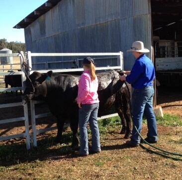 TrioAngus's tweet photo. This bull is loving all the attention! Preparations for #merriwa show this wkd #agchatoz @ASCYouthGroup http://t.co/leOrDzyE5O