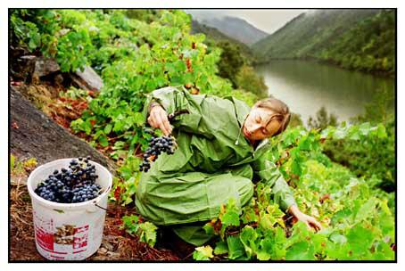 VinoSacra's tweet photo. Más bodegas se adelantan a la vendimia GENERAL en A Ribeira Sacra ;) http://t.co/NPrJySKpPr #vinos #wines #galica http://t.co/INThhru0n2