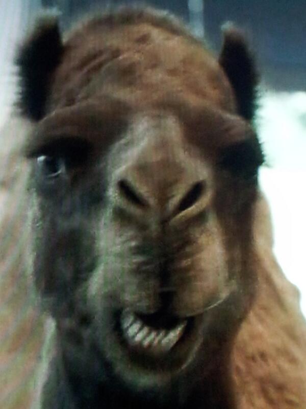 ralphieduck's tweet photo. Guess what day it is? http://t.co/J1B3W9E8q7