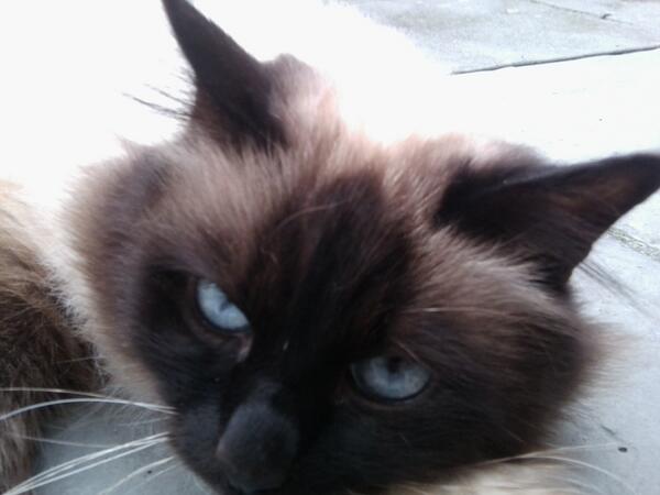 LBillustrator's tweet image. Bounty :-) #siamese @CatsProtection