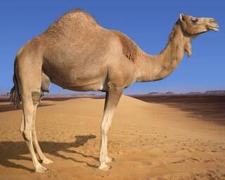 daisygrl92's tweet photo. What day is it? #humpday http://t.co/mKljtXk1vZ