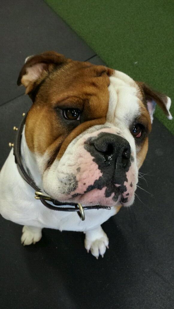 My beautiful boy #bulldogs