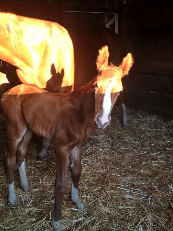 KateMason28's tweet photo. @PEOPLEPets  Ricky http://t.co/luD0rWjHBn