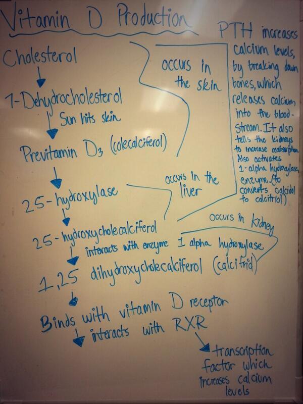 Banga_sota's tweet image. Vitamin D production #Ignore #ScienceHomework