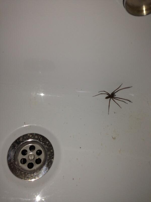 tomogunner0806's tweet photo. Biggest spider I have seen in a bath http://t.co/zEoK0KIzt3