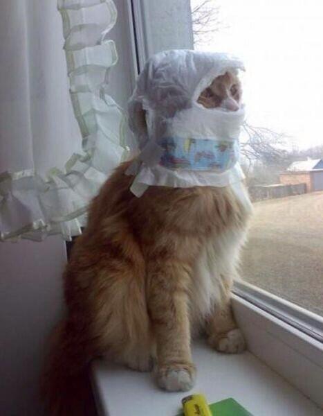 ApricotAmy's tweet photo. @SixthGazetto @AustinBVB Leave me alone http://t.co/bKSTqOjbFa