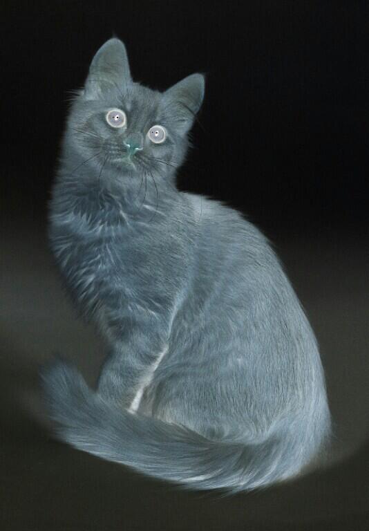 @WildSilverKit okay silverpaw*flicks tail*