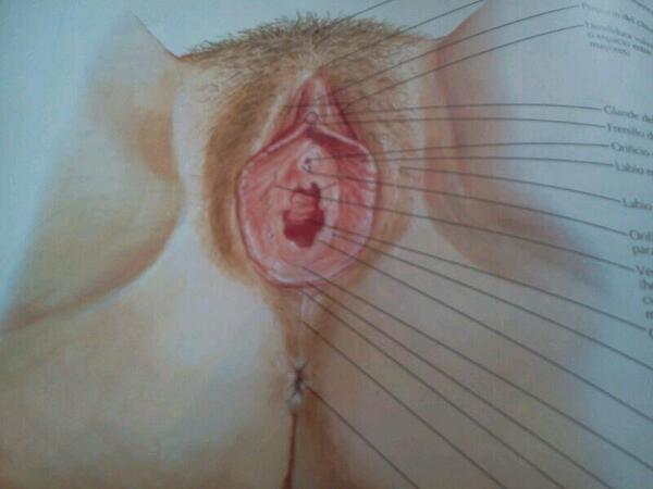 TronchatoroP's tweet photo. E aqui el organo reproductor femenino http://t.co/cKO5oj1ynd