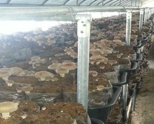 추석에 표고수확 하느라  분주합니다  엄니 오셨다 고생만 하시네요m.kfarmers.kr/ldj200