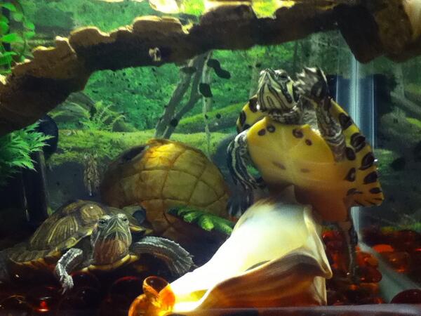 Morgan_Lanphear's tweet photo. My crazy turtles!!! http://t.co/JiwndqvXXD