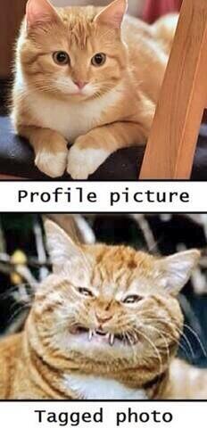 FatCats13's tweet photo. I look like the tagged one all the time... http://t.co/QiZMp9Vera