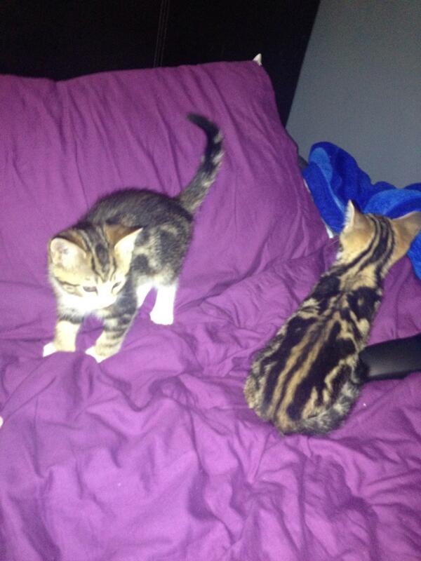 Amber Stone (amberstonex) Twitter