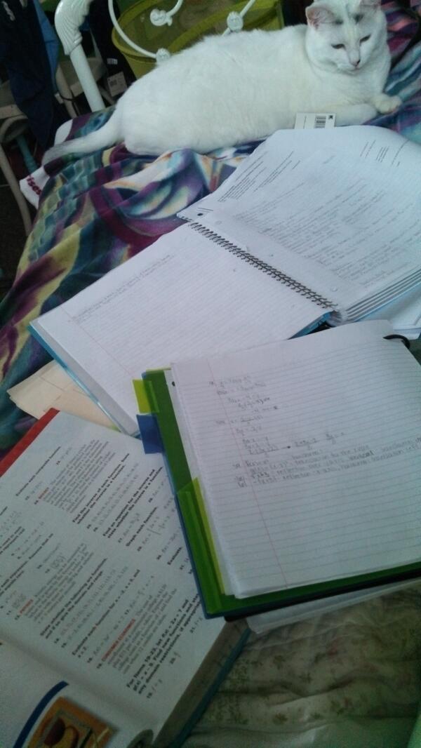 lillatf9's tweet image. My night tho #studying #widdakat #twotests